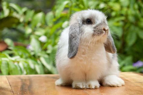 Smallest Rabbit Breeds (8 Examples) - Four Paw City
