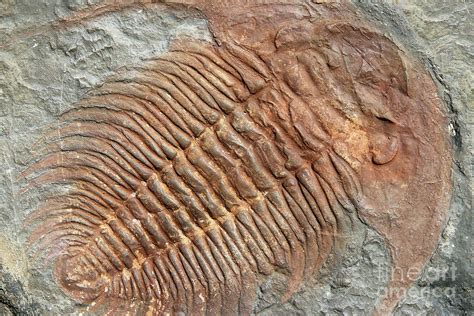 Fossil of a trilobites from the early ordovician period found in ...