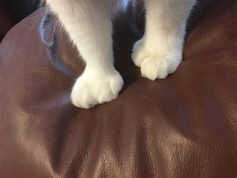 Someone explain the paws. Please? : Whatisthis