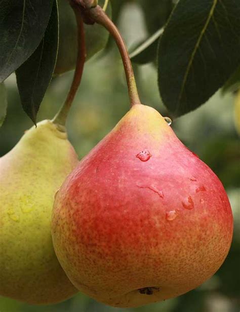 Moonglow Pear - Country Bumpkin Plant Nursery