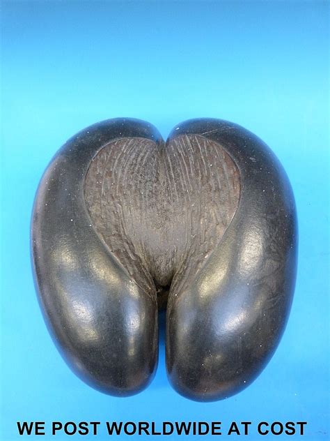 sold price  coco de mer seed   seychelles bum nut june