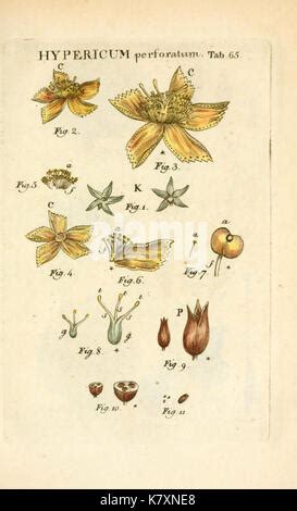 illustratio systematis sexualis linnaeani tab  botanical