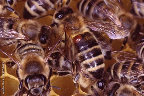 varroa treatments explained backyard beekeeping