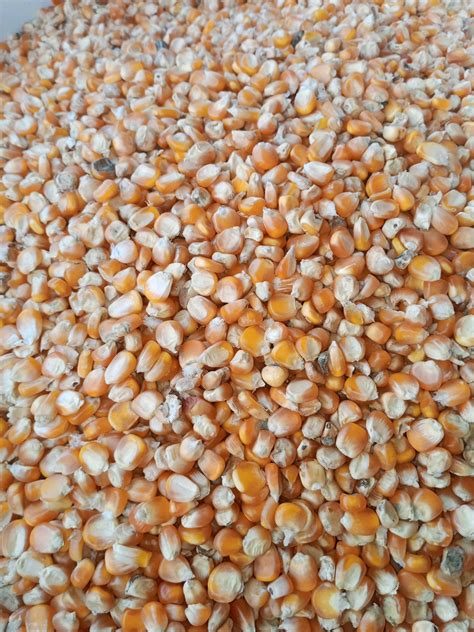 Yellow Corn - 1kg (2.2 lbs) – My Everything Africa
