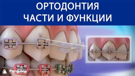 Ортодонтия - Части и функции © - YouTube