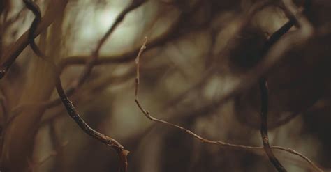 twigs   tree  stock video