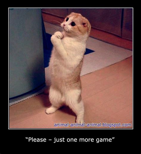 cool animals memes