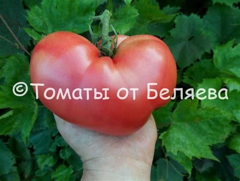 Томат Малиновый гигант Болгарский • Описание, Отзывы, фото, семена ...
