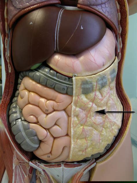 Greater Omentum Model | Free Images at Clker.com - vector clip art online, royalty free & public ...