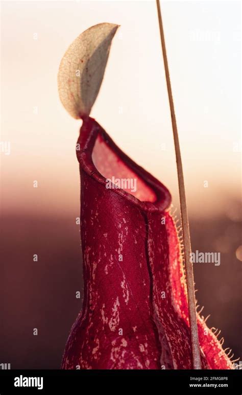 Prey Trapping Mechanism High Resolution Stock Photography and Images - Alamy