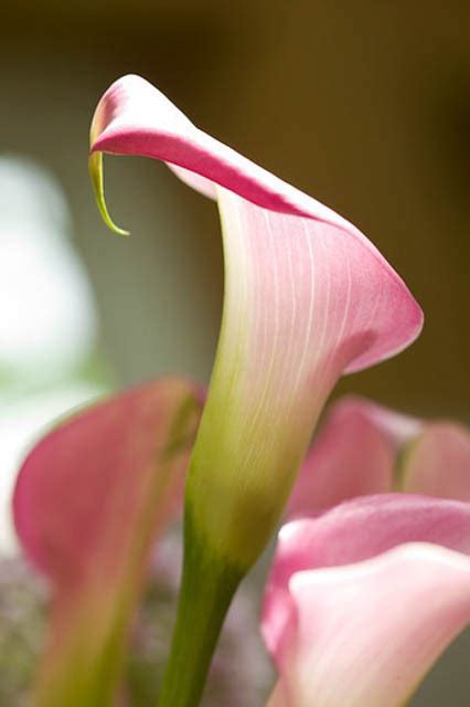 Zantedeschia 'Garnet Glow' (Calla Lily)