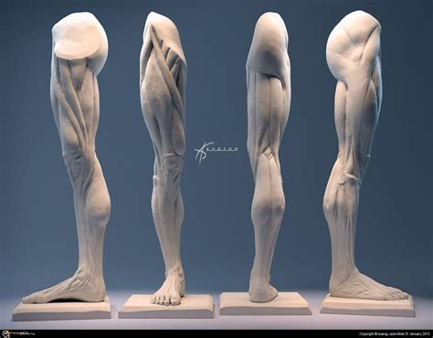 Anatomy, Human anatomy drawing, Body anatomy