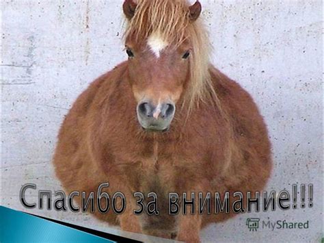 Презентация на тему: "1 – яичник; 2 – яйцепровод; 3 – рог матки; 4 ...