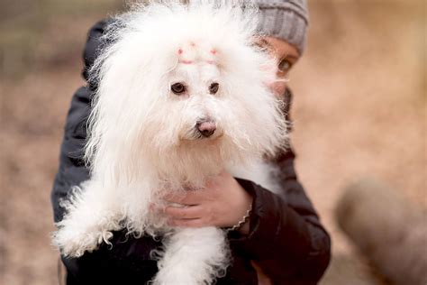 Bolognese Dog Breed Information and Characteristics