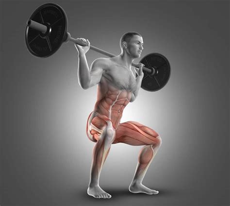 Barbell Squats Muscles Used