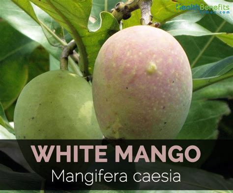 White mango Facts