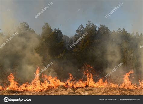 wildfire forest fire burning forest stock photo  cbumble dee