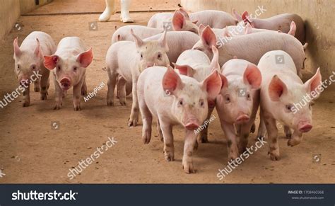 Pig Pork Farm Rural Grange Stock Photo 1708460368 | Shutterstock