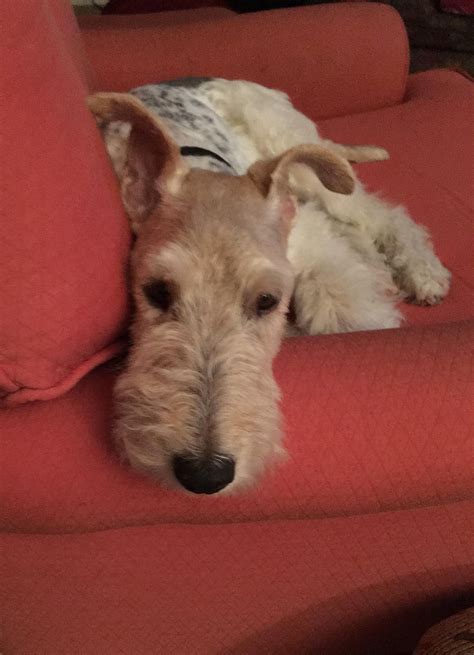 West Asheville NC Pets | Facebook