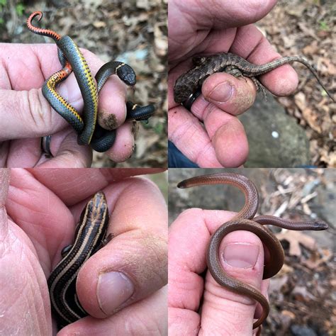 Clockwise: Ring-Necked Snakes (2) (Diadophis punctatus); Prairie Lizard