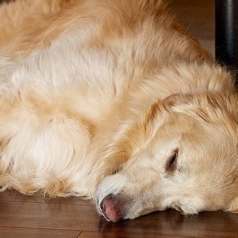 A Doggy is Making Strange Noises. Here’s How to Tell if a Dog Has a ...