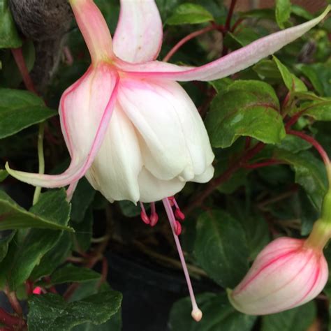 Fuchsia 'Annabel', Fuchsia 'Annabel' in GardenTags plant encyclopedia