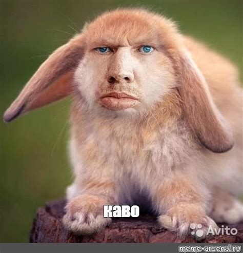 Мем: "каво" - Все шаблоны - Meme-arsenal.com
