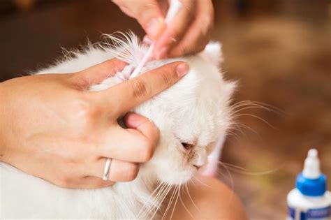 Simple Home Remedies for Cat Ear Mites | LoveToKnow