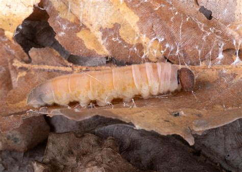 Twin-spot Skipper - Alabama Butterfly Atlas