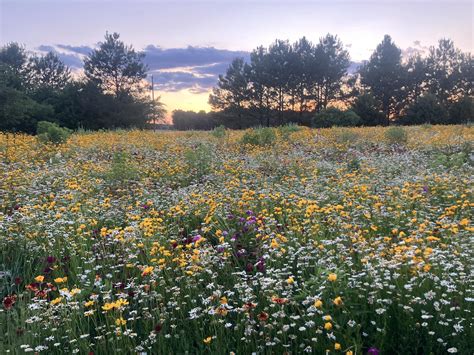 HoopsyDaisy Farm added a new photo — in... - HoopsyDaisy Farm