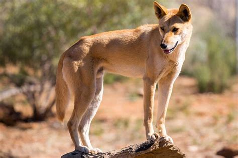 Dingoes - dingo Photo (40143327) - Fanpop