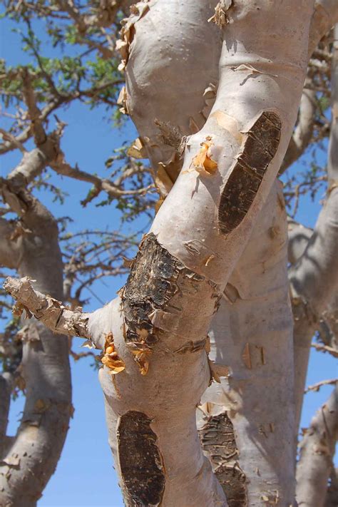 frankincense tree 6