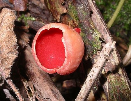 Decomposer | Definition, Stages & Examples - Lesson | Study.com