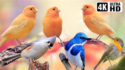 Breathtaking Beautiful Birds | Pure Nature | Stress Relief | Relaxing ...