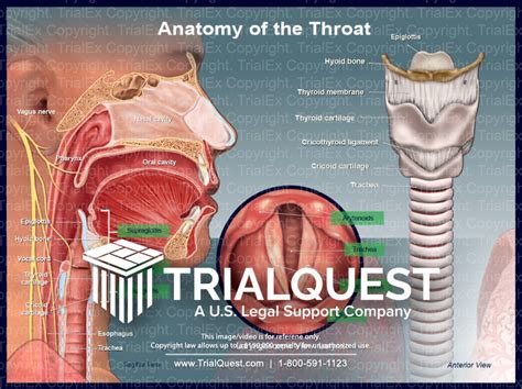Anatomy of the Throat - TrialExhibits Inc.
