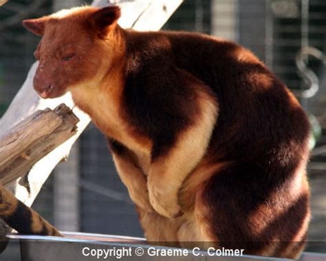 Goodfellow's Tree-kangaroo (Dendrolagus goodfellowi)