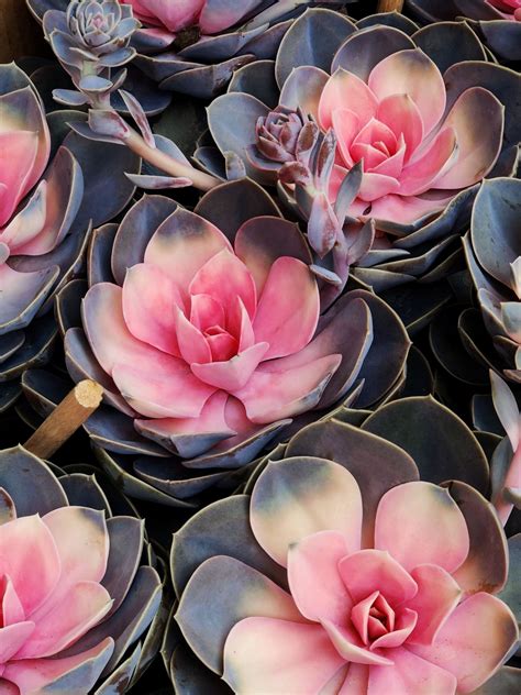 These are the 10 Most Popular Houseplants on Instagram | Tatler Asia