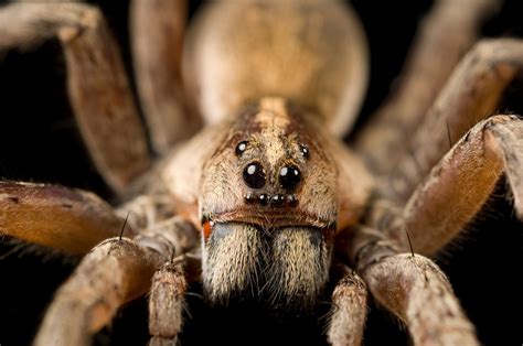 Fangs Goliath Birdeater Biggest Spider In The World - bmp-cyber