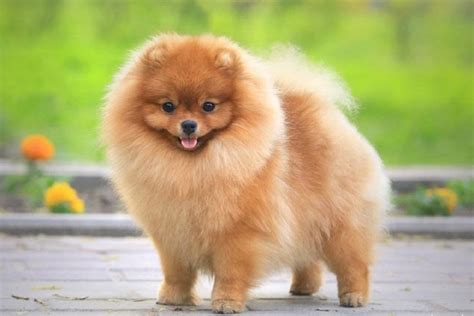 Собачка Маленькая Пушистая Порода Цена И Фото – Telegraph