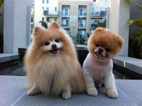 PZ C: funny dog
