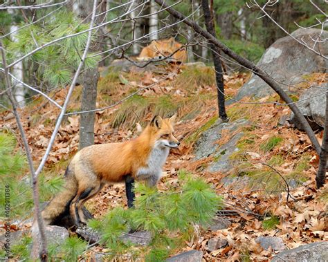 red fox stock  fox animals close  profile view   forest