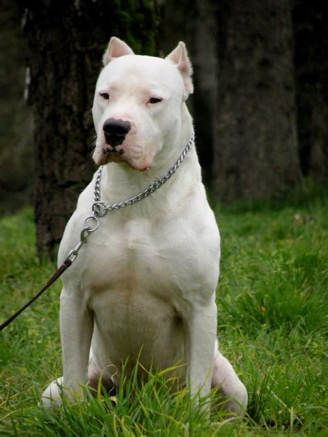 Argentine-Mastiff-Picture - Dog Breeders Guide