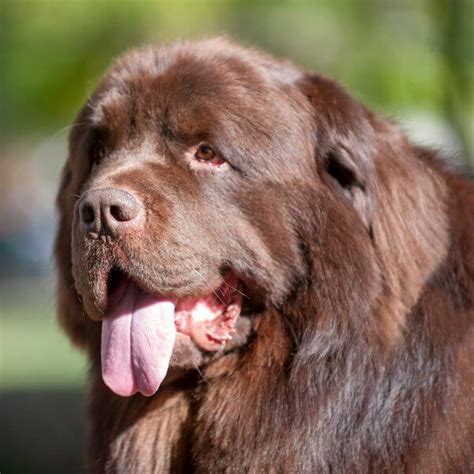 Newfoundland | Breed Your Dog | Petmeetly