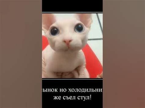 #шлепа #бингус #демотиватор #shorts - YouTube