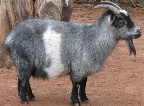 Nigerian Dwarf Goat