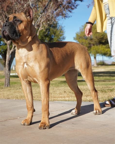 Best Cane Corso Breeders in Las Vegas | TezTope Corsos — TezTope Cane ...