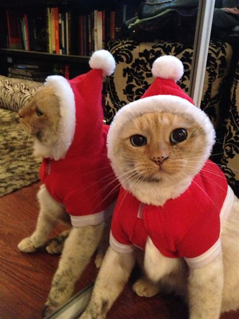 Cat Costumes For Cats Christmas | Care About Cats