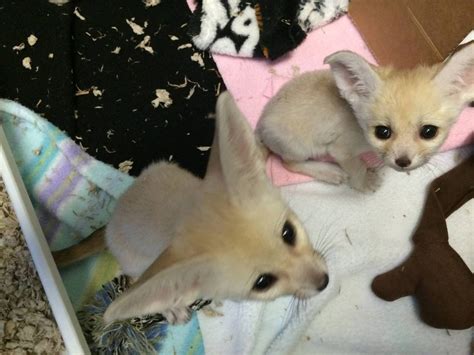 ZooBorns — Fennec Fox Kits Make Social Media Debut Happy...