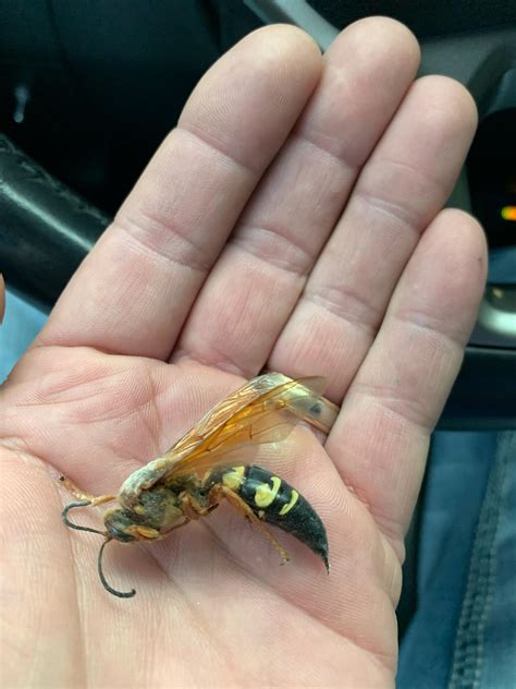 228 best Murder Hornet images on Pholder | Interestingasfuck, Pics and