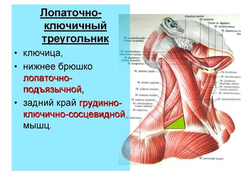 Функциональная анатомия мышц головы и шеи - презентация онлайн